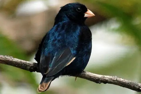 Barka Indigobird