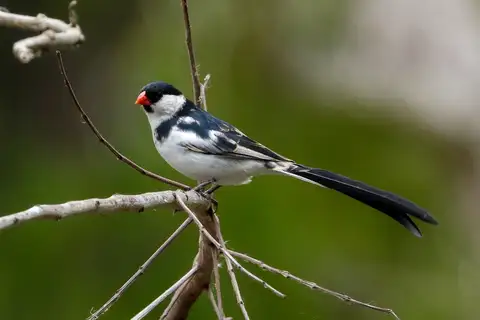 Pin-tailed Whydah