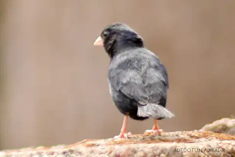 Jos Plateau Indigobird
