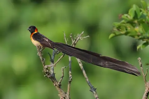 Broad-tailed Paradise Whydah