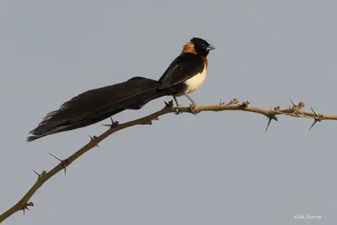 Sahel Paradise Whydah