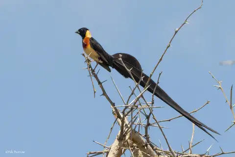 Long-tailed Paradise Whydah