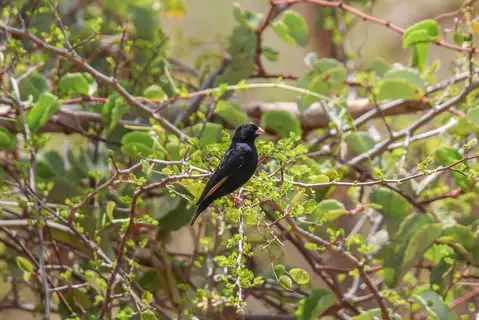 Purple Indigobird