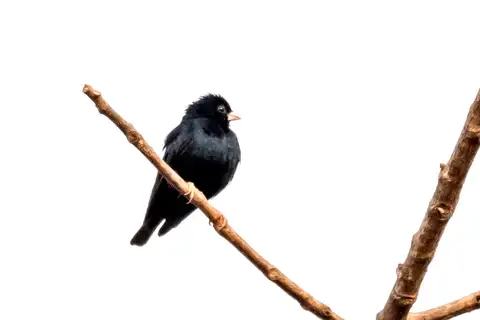 Jambandu Indigobird
