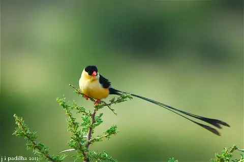 Shaft-tailed Whydah