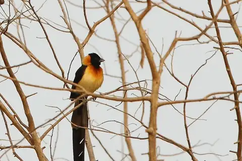 Togo Paradise Whydah
