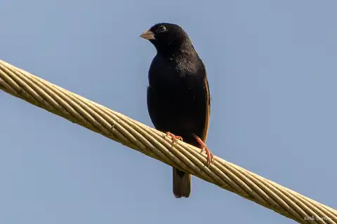 Wilson's Indigobird