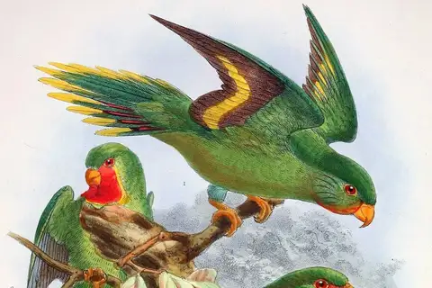 Red-throated Lorikeet