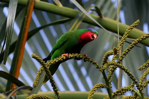 Blue-crowned Lorikeet