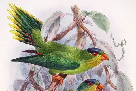 New Caledonian Lorikeet