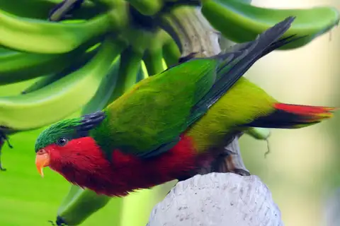 Kuhl's Lorikeet