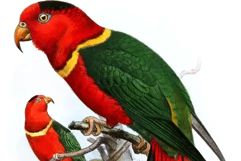 Duchess Lorikeet