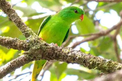 Meek's Lorikeet