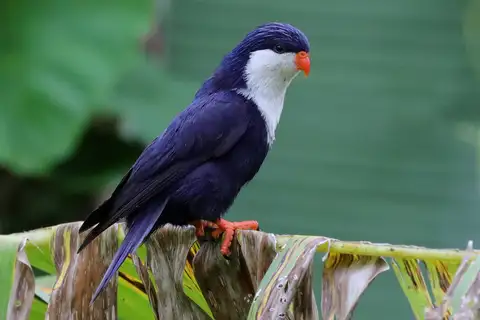 Blue Lorikeet