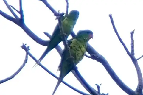 Red-chinned Lorikeet
