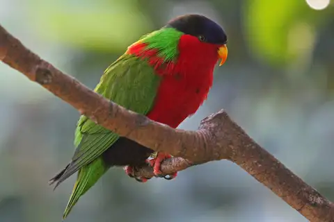 Collared Lory