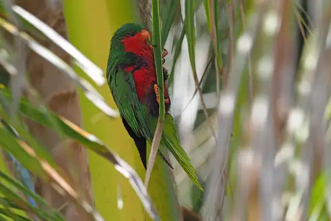 Stephen's Lorikeet