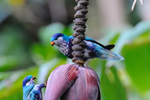 Ultramarine Lorikeet