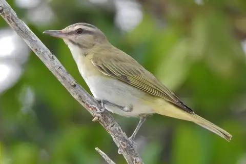 Black-whiskered Vireo