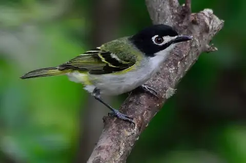 Black-capped Vireo