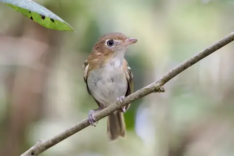Cozumel Vireo