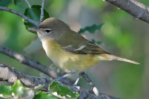 Bell's Vireo