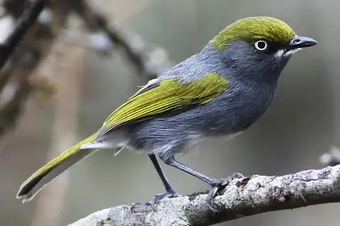 Slaty Vireo
