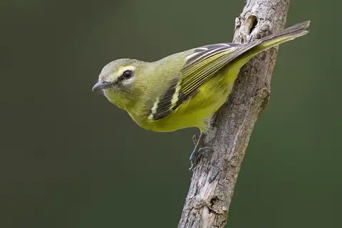 Yellow-winged Vireo