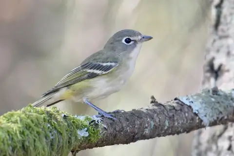 Cassin's Vireo