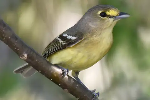 Thick-billed Vireo