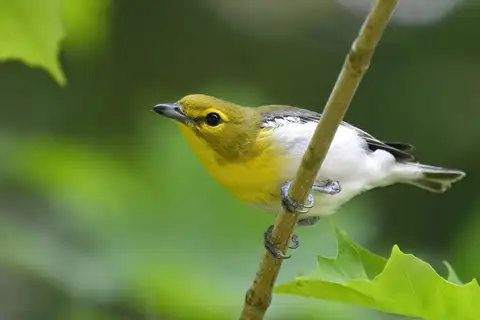 Yellow-throated Vireo