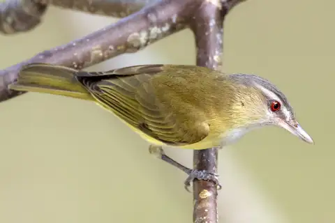 Yellow-green Vireo