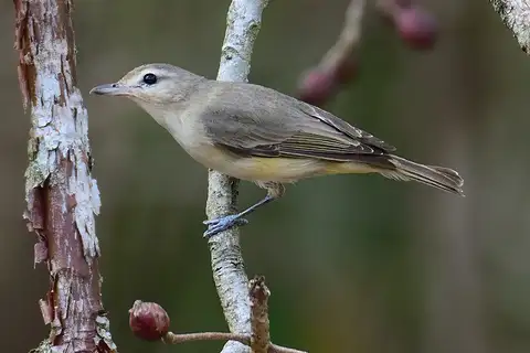 Warbling Vireo