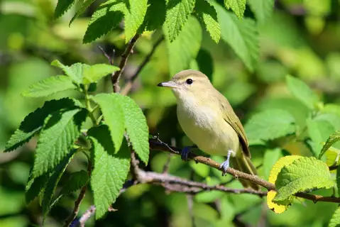 Noronha Vireo