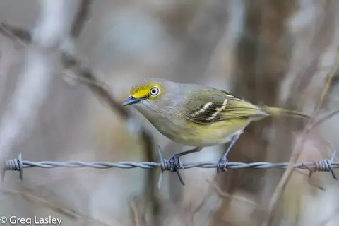 White-eyed Vireo
