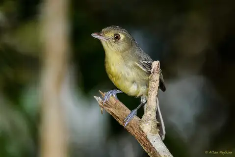 Cuban Vireo