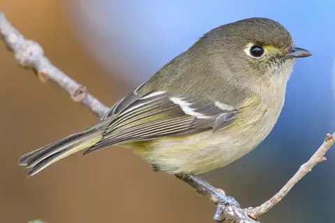 Hutton's Vireo