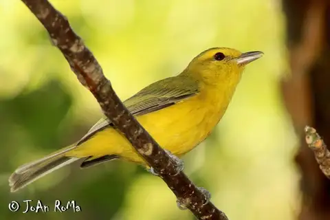 Golden Vireo