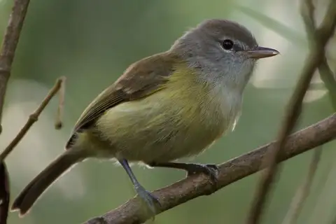 Puerto Rican Vireo