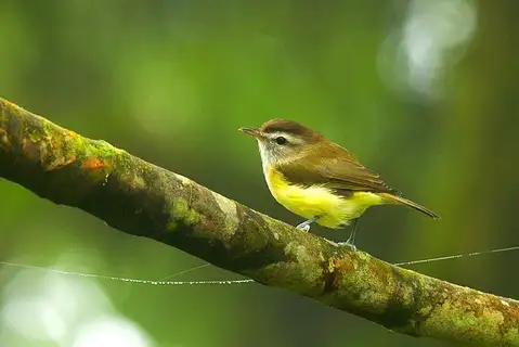 Brown-capped Vireo
