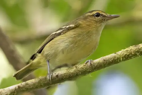 Choco Vireo