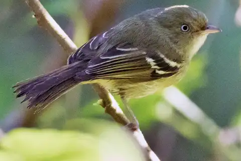 Jamaican Vireo