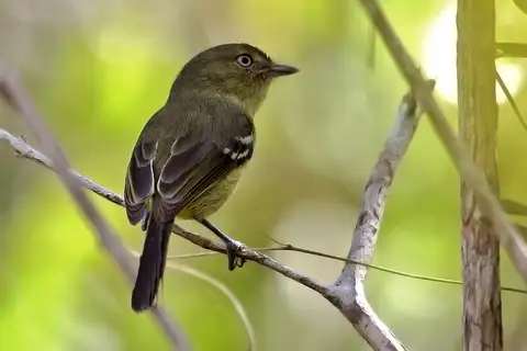 Flat-billed Vireo