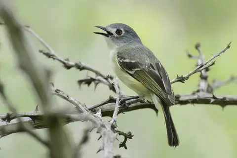 Dwarf Vireo
