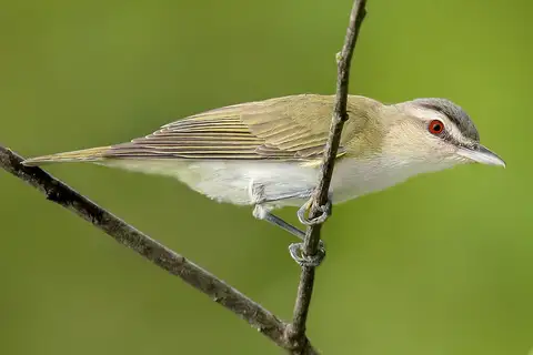 Red-eyed Vireo