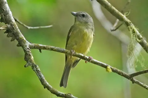 Blue Mountain Vireo