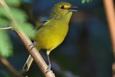 Mangrove Vireo