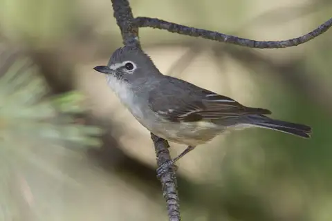 Plumbeous Vireo