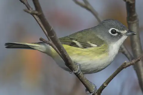 Blue-headed Vireo