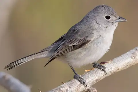 Grey Vireo